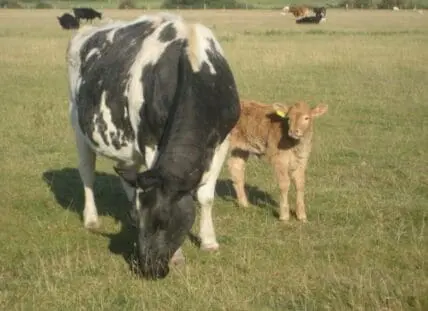 Large black and white cow grazing beside brown calf in pasture