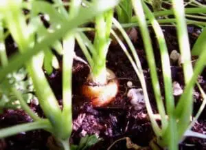 Young seedlings sprouting from soil in a spring garden bed