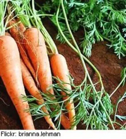 Freshly harvested carrots with green tops in soil
