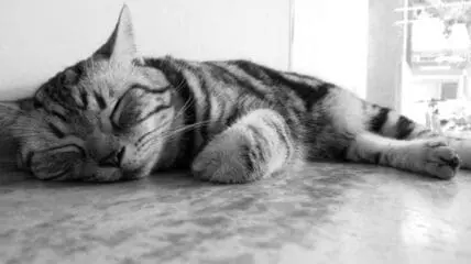 Tabby cat sleeping on a tiled floor next to a window