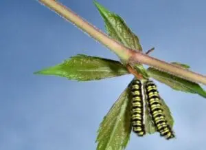 Two yellow and black striped caterpillars on a green leaf and stem against blue sky