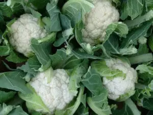Fresh cauliflower heads with green leaves in an overhead view