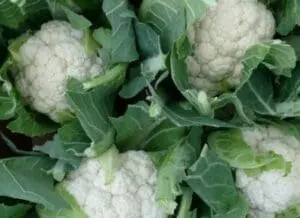 Fresh cauliflower heads with green leaves