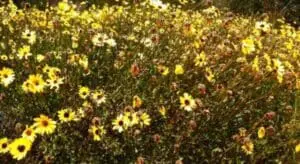 Bright yellow wildflowers blooming densely in a natural garden setting
