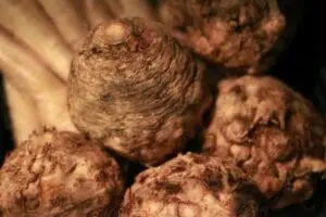 Whole celery root vegetables with rough, textured brown skin