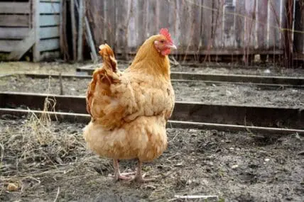 Chicken outside