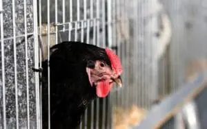 Black chicken with red comb peering through wire cage