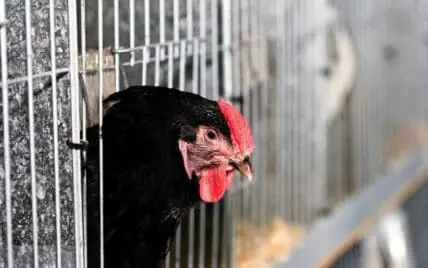 Black chicken with red comb peering through wire cage