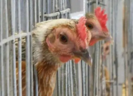 Chicken peering through metal cage bars in confined poultry housing