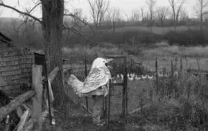 Giant rooster costume in rural farm setting with bare trees and wooden fence