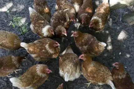 Overhead view of brown and white chickens gathered on ground