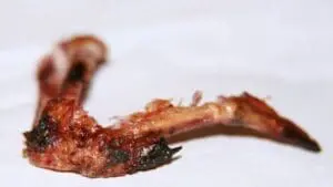 Severely burned and damaged chicken wing against white background