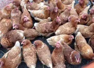 Brown hens clustered together in a pen