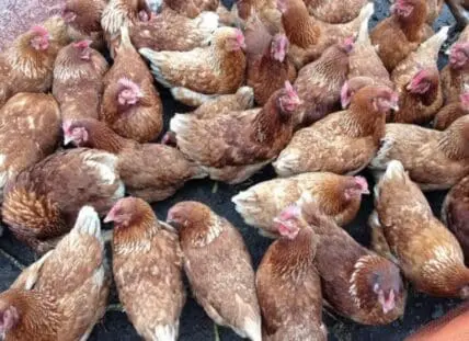 Brown hens clustered together in a pen
