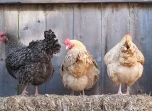 Three fluffy chickens standing on straw against a wooden backdrop