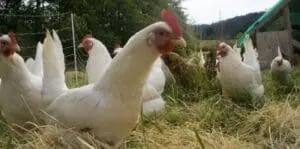 White chickens foraging in a pasture with grass and fencing