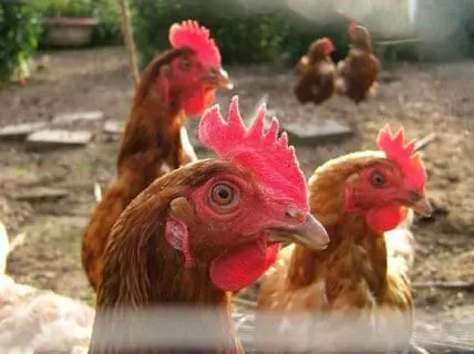 Brown chickens with red combs in a farmyard pen