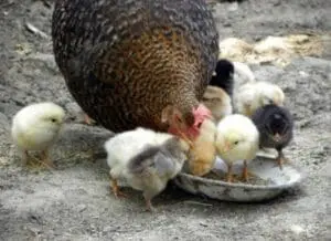 Hen feeding a group of young chicks from a bowl on the ground