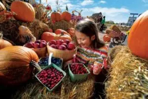 Girl picking berries at a fall harvest festival with pumpkins and hay