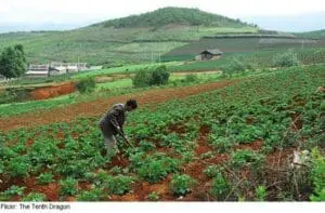 A farmer works in a vegetable field with mountains in the background under hazy skies.