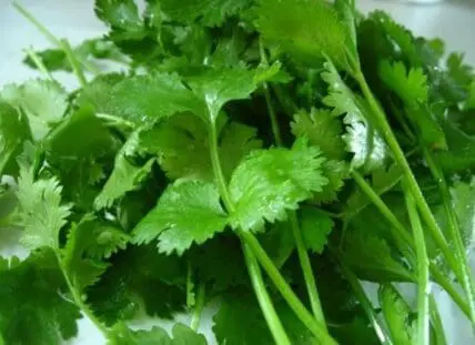 Fresh cilantro with green leafy stems and leaves
