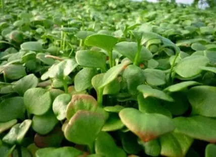 Dense cluster of fresh green microgreens with rounded cotyledon leaves in early growth stage