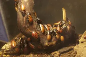 cockroaches miracle cure photo
