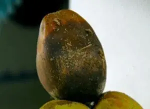 Close-up of olives on a branch with water droplets