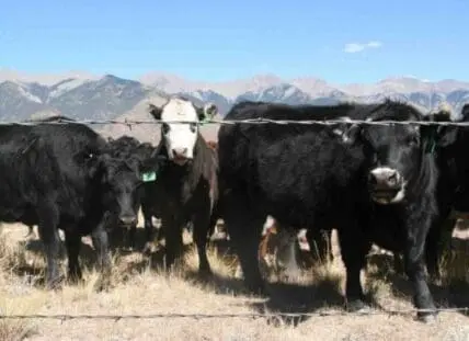 Black cattle grazing in a pasture with snow-capped mountains in the background