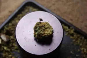 colorado marijuana pesticides