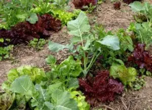 companion planting