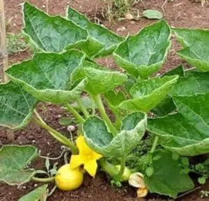 Yellow squash or zucchini plant growing in garden soil with developing fruit