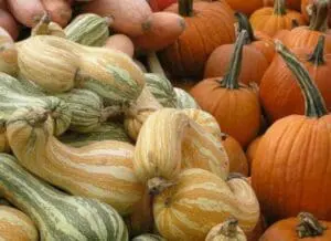 Various winter squash varieties including striped delicata and orange pumpkins at a farm stand