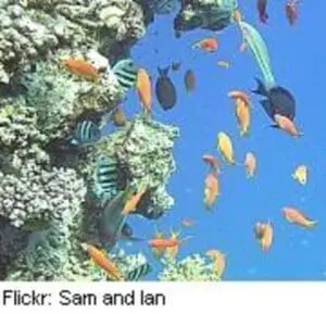 Colorful fish swimming near a bleached coral reef formation