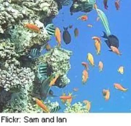 Colorful fish swimming near a bleached coral reef formation