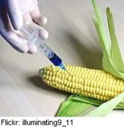 Syringe injecting yellow corn cob with green husks