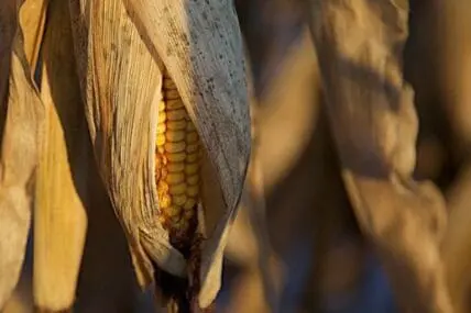 Ear of genetically modified corn with husks partially pulled back