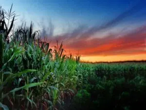 Cornfield at sunset with vibrant orange and blue sky
