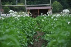 cover crop