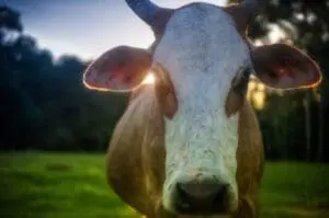 Close-up of a cow's face looking directly at the camera in a pasture at dusk