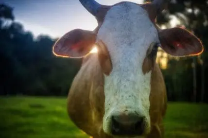 Close-up of a cow's face looking directly at the camera in a pasture at dusk