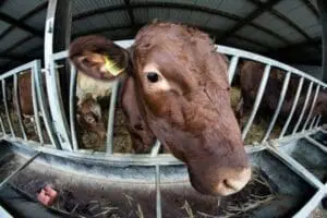 Brown cow in metal feeding pen with hay