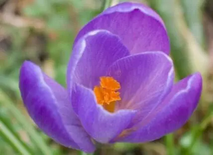 Purple crocus flower with orange stamens in bloom