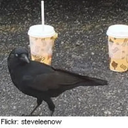 A black crow stands between two disposable cups with straws on asphalt