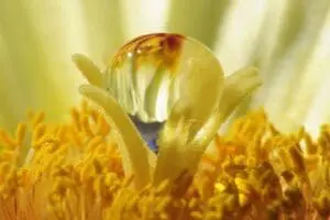 Dewdrop on flower stamen surrounded by yellow pollen
