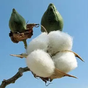 Cotton bolls at various stages of maturity on plant stem against blue sky