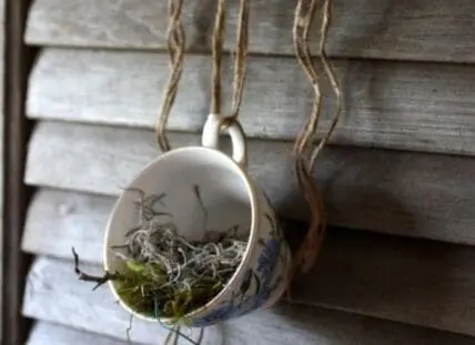 Teacup hanging planter with moss and small plant against wooden wall