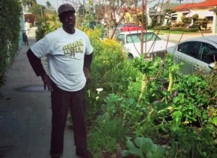 Man standing beside a lush curbside vegetable garden on a residential street
