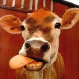Cow with tongue out against red barn background
