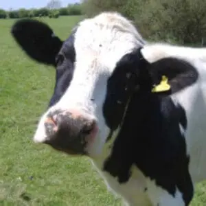 Black and white dairy cow with yellow ear tag grazing in pasture
